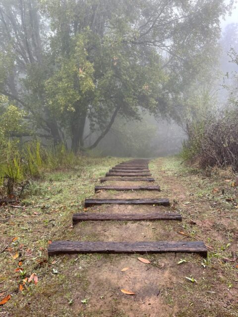 brown-wooden-stairs-between-green-grass-and-trees by Jamie Ginsberg